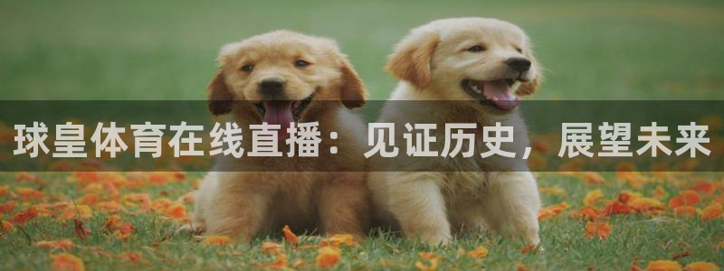 球皇体育在线直播：见证历史，展望未来