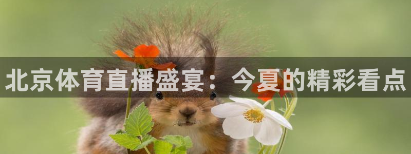 北京体育直播盛宴：今夏的精彩看点